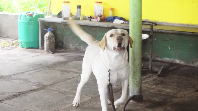 A playful white Labrador Retriever barks and wags its tail enthusiastically, displaying energetic and loyal pet behavior in a domestic setting.