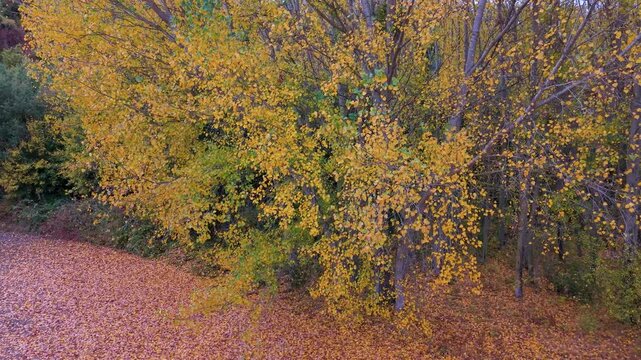 Aerial drone view of the autumn landscape on the Arag&oacute;n River near the Yesa Reservoir in Zaragoza. La Jacetania region. Aragon. Spain. Europe