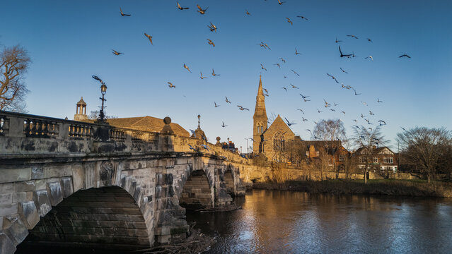 Pigeons in Flight Over English Bridge and River Severn with Church Spire, Shrewsbury