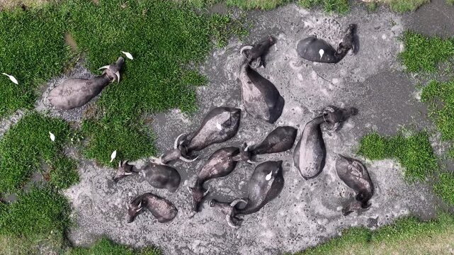 Aerial drone view of water buffaloes wallowing in muddy pasture with egrets.