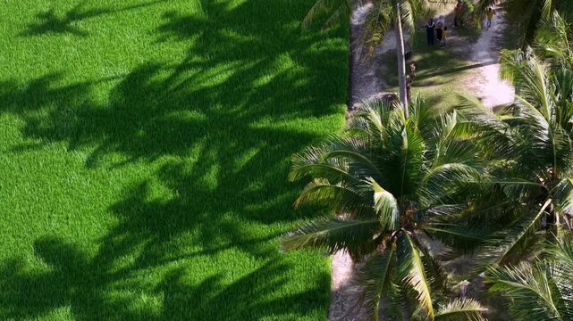 Aerial drone shot of coconut tree shadows on paddy field