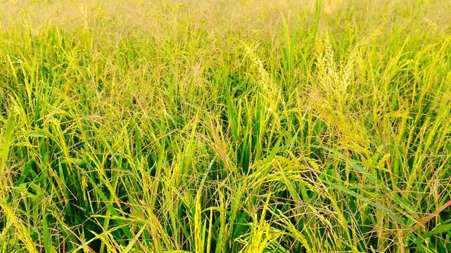 Barnyard Weeds Invasion on Rice Farming. Wild grass are a problem for farmers and require solutions from herbicide companies.