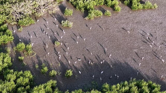Aerial drone view of asian openbill storks on mudflat