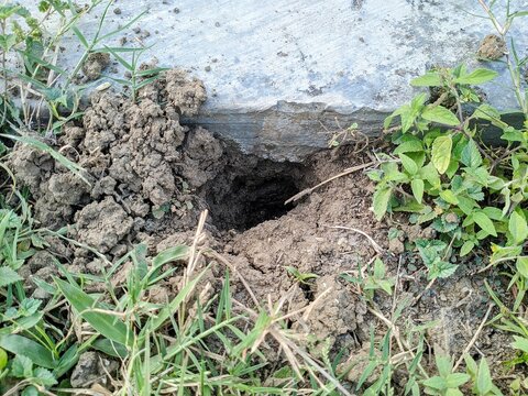 Close-up photo of a rat burrow hole dug in the ground next to a concrete edge, surrounded by green grass and loose soil.