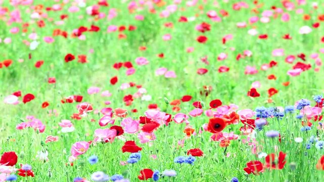 風に揺れるポピー