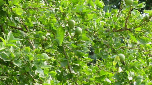 Wood Apple Tree with Dense Green Foliage and Unripe Fruits