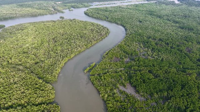 Aerial drone view of mangrove river meanders and estuary