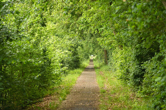 Narrow dirt walking trail enclosed by a dense green forest canopy and lush foliage.