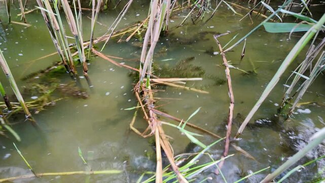 Atmospheric 4K nature footage: water surface with dry reed stalks, green shoots, and insects. Recorded at 24 frames per second with natural motion blur for smoothness.