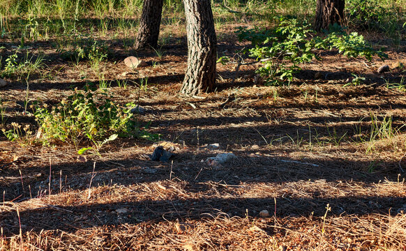 Scattered leaves and tree shadows on forest floor in bright sunlight during afternoon hours