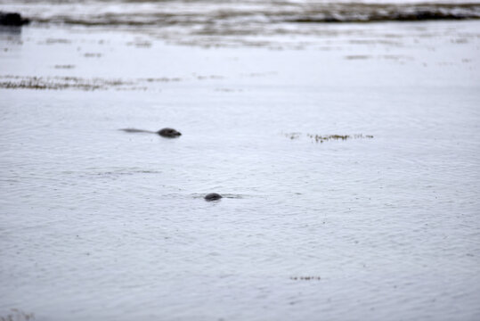 Wildlife sighting at Ytri Tunga beach, harbor seal, Iceland