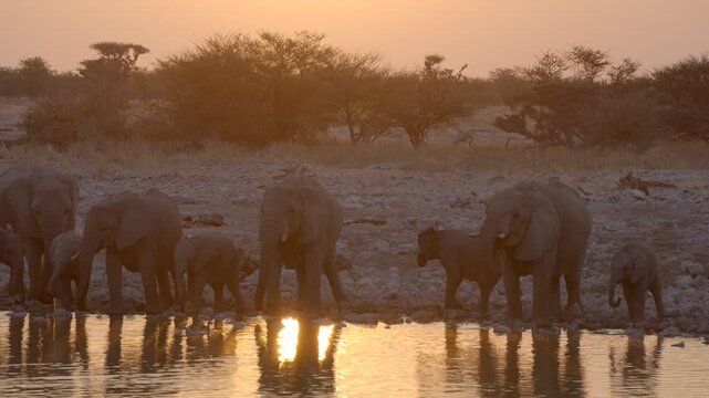 A herd of African elephants drink from a waterhole at sunset, Etosha National Park, Namibia.
