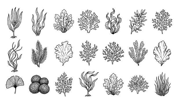 Hand Drawn Seaweed Icons Marine Plant Botanical Vector Collection Isolated on White Background