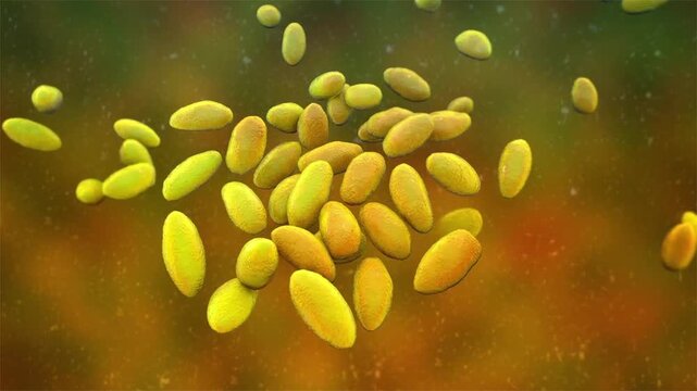 Brucella species, 3D animation showing small Gram-negative intracellular coccobacilli, causative agents of brucellosis in humans and animals.