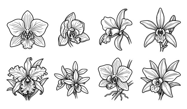 Exotic Orchid Flower Line Art Icon Set with Tropical Botanical Blooms and Buds for Wedding Stationery, Cosmetics Branding, and Elegant Floral Graphic Designs