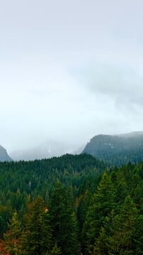 Rise above the tall green pine trees growing in the mountains. Beautiful scenic view of Mount Rainer national Park, Washington State, the USA from top. Vertical video
