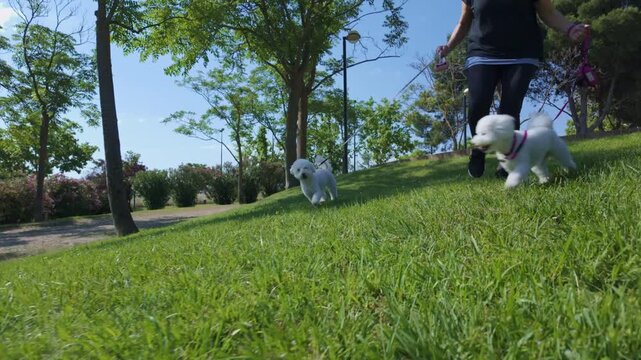 Two happy white bichon frise dogs running on grass