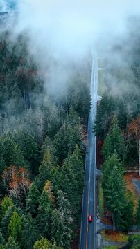 Thick fog spreading above the highway crossing the woods in Mount Rainer national Park, Washington State, the USA. Lovely view on the nature reserve from top. Vertical video