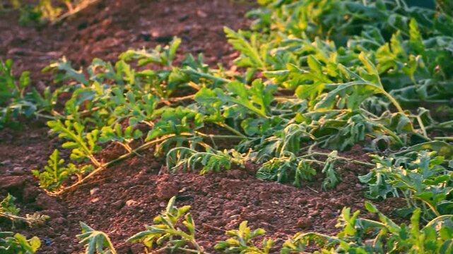 A slow tracking shot across a vibrant watermelon field, showcasing ripe watermelons nestled among lush green vines and leaves under warm sunlight, depicting agricultural growth.