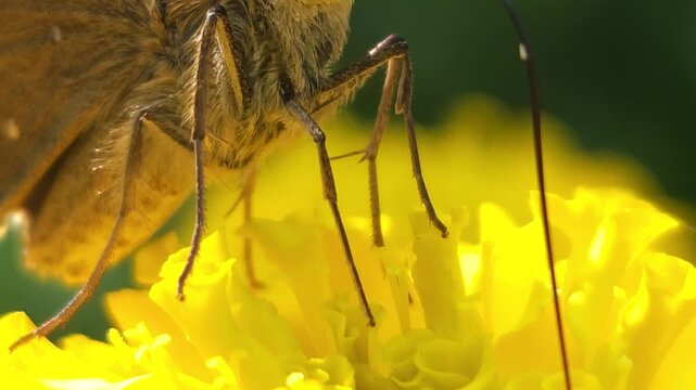 Brown skipper butterfly (Family: Hesperiidae) feeding on nectar from a vibrant yellow flower in a natural garden. The image highlights the butterfly's large compound eyes, coiled proboscis, fuzzy body