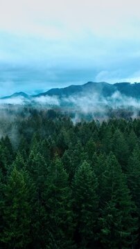 Amazing scenery of Mount Rainer national Park, Washington State, the USA. Drone footage above the pine-tree wood. Mountains in haze at backdrop. Vertical video