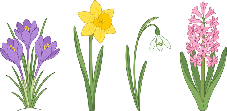 Spring Early Bloomer Flower Vector Set Featuring Purple Crocus Yellow Daffodil White Snowdrop and Pink Hyacinth Illustrations for Floral Wedding and Garden Graphic Designs