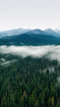 Valley and mountains covered with pine tree forests in Mount Rainer national Park, Washington State, the USA. Clouds of fog hanging above the woods. Top view. Vertical video