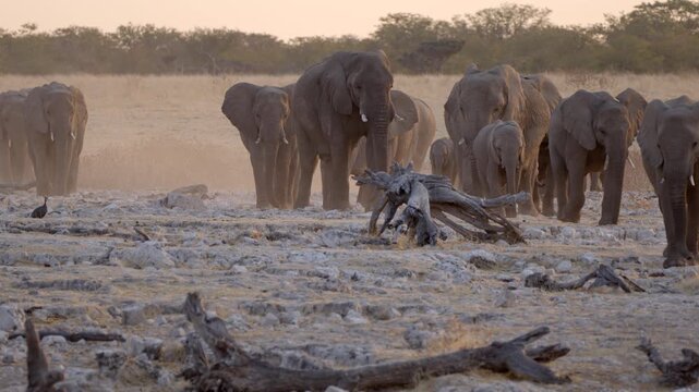 Etosha National Park, Namibia, a herd of African elephants approach a waterhole at sunset.