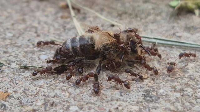 Close up of a group of ants attack a honey bee