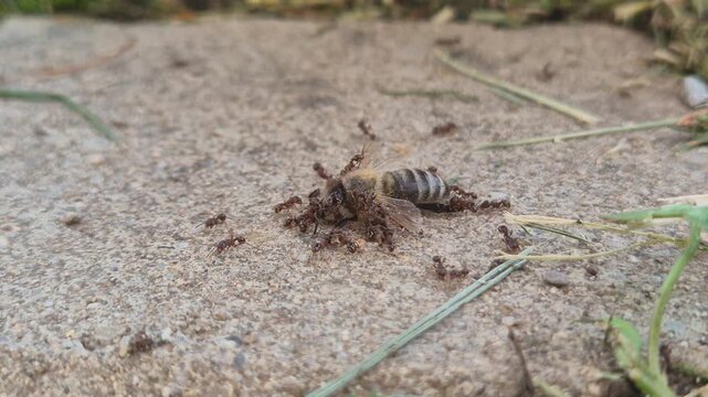 Close-up of a swarm of small brown ants scavenging a dead honey bee on a concrete surface