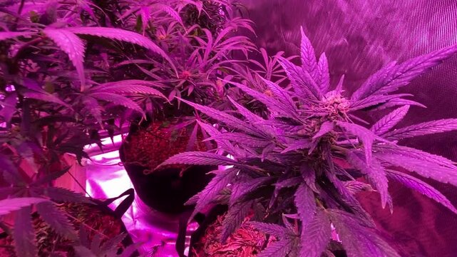 Video perspective starts with a wide overhead view of multiple young potted cannabis plants and a small oscillating fan inside a reflective indoor grow tent, then slowly pans right and moves closer
