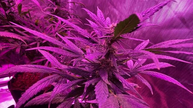 Video perspective starts near the top cola of a mature flowering cannabis plant and slowly tilts down the central stalk to reveal multiple budding sites and fan leaves, growing inside a reflective ind