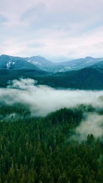 White thick fog above the evergreen pine-trees in old-growth woods of Mount Rainer national Park, Washington State, the USA. Lovely view of natural reserve from top. Vertical video