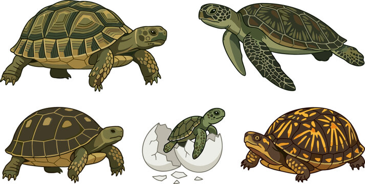 Turtle and Tortoise Vector Illustration Set Featuring Sea Turtle Hatchling Box Turtle and Land Tortoise Species for Marine Biology Nature Conservation and Wildlife Designs