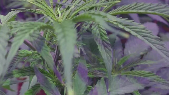 Video perspective starts with an overhead view looking down at multiple young cannabis plants growing in black fabric pots filled with clay pebbles and river rocks, then slowly zooms in to a close up
