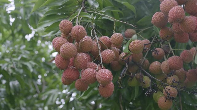 Ripe Lychee Fruits Hanging on a Tree During the Rainy Season