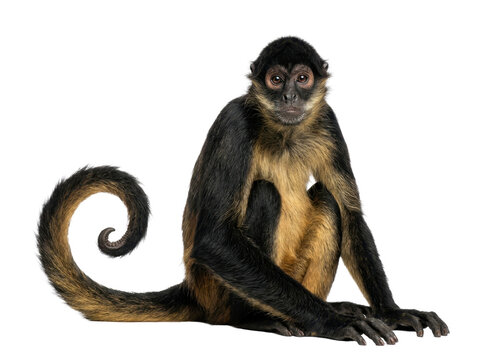A black-handed spider monkey with a long curly tail sits calmly, captured in a studio shot with a white background, showcasing its unique features against a clean, neutral mood.