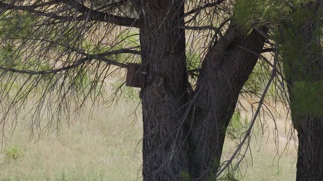 Close view of a tree trunk with a wooden box attached in a dry grassy field