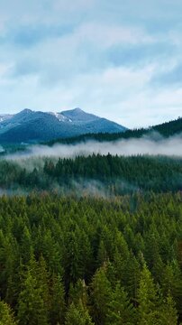 Flight above the evergreen pine trees growing in the thick woods. Haze spreading at the foot of beautiful mountains at backdrop. Mount Rainer national park, Washington, USA. Vertical video