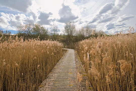 boardwalk through a reed field in Groot Rietveld nature reserve, Kalo, Antwerp, Flanders, Belgium 