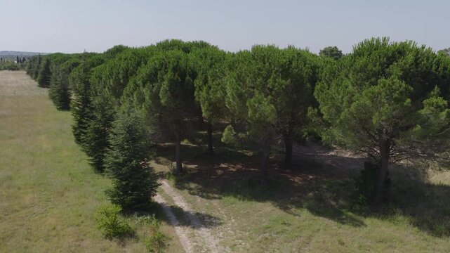 Aerial view of a long row of tall pine trees bordering open fields and countryside