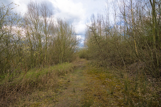 hiking trail along bare trees in Groot Rieveld park Kalo, Antwerp, Flanders, Belgium 