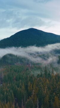 Mountain tops peeping out from pine tree forests. Mist spreading above the woods. Top view. Mount Rainer national park, Washington, USA. Vertical video
