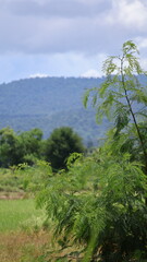 Fototapeta premium The image features a lush, green landscape with a prominent tree in the foreground, its leaves and branches extending upward