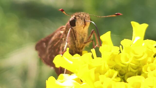 Brown skipper butterfly (Family: Hesperiidae) feeding on nectar from a vibrant yellow flower in a natural garden. The image highlights the butterfly's large compound eyes, coiled proboscis, fuzzy body