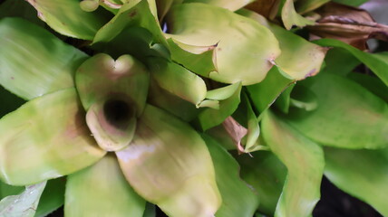 Fototapeta premium The image features a close up view of lush, green leaves with varied shades and textures