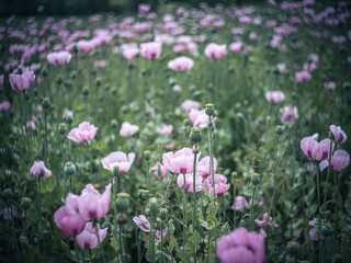 Obraz premium Mohn - Mohnfeld Oschwitz