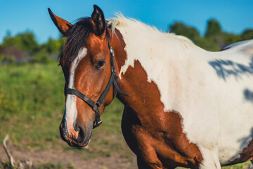 Fototapeta premium Piebald horse standing in a grassy meadow during sunset. Domestic animal enjoying outdoor pasture. Equine wildlife and rural farm lifestyle in golden hour light.