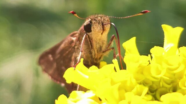 Brown skipper butterfly (Family: Hesperiidae) feeding on nectar from a vibrant yellow flower in a natural garden. The image highlights the butterfly's large compound eyes, coiled proboscis, fuzzy body