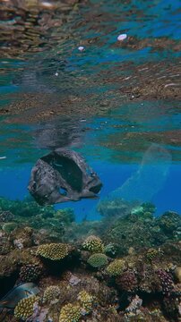 Vertical footage, Old torn black plastic bag drifts below waves over top of coral reef, tropical fishes and Translucent Colonial Pyrosoma swims nearby, in turquoise water background, Slow motion 